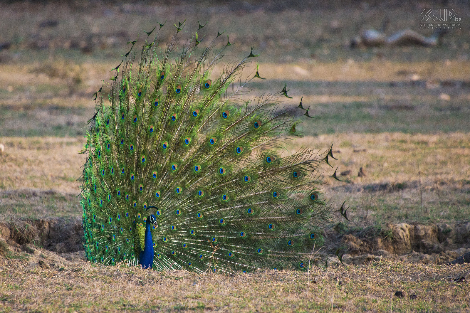 Bandhavgarh - Peacock  Stefan Cruysberghs